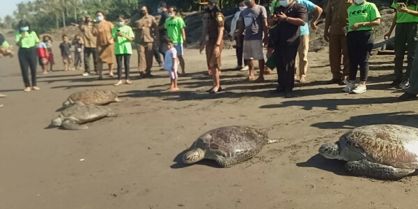 Ket Poto, Sebanyak 4 ekor penyu hijau hasil tangkapan Polres Jembrana di lepas liarkan Pantai Perancak