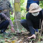 Ket Poto, Wabup Ipat Tanam Banbu Petung