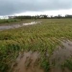 Ket poto: Situasi lahan sawah di Subak Jagaraga Desa Penyaringan