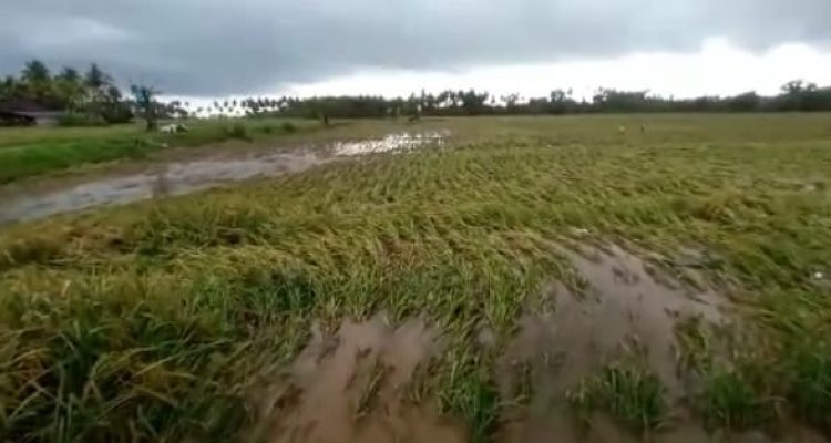 Ket poto: Situasi lahan sawah di Subak Jagaraga Desa Penyaringan
