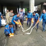 Ket poto: dua ular piton berhasil diamankan petugas Damkar Jembrana dari rumah warga