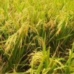 Images (1) Copy 700x400