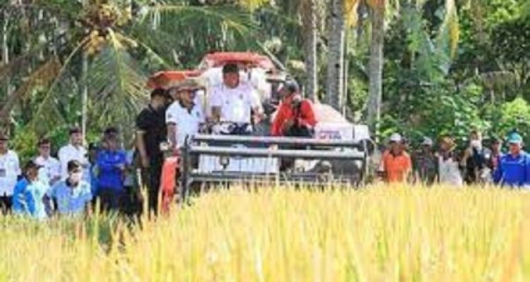 Ket poto: Saat Panen Padi Nusantara di Desa Tukadaya