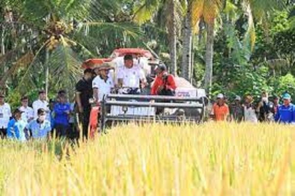 Ket poto: Saat Panen Padi Nusantara di Desa Tukadaya