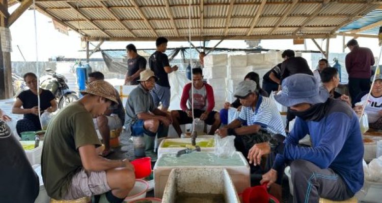 Ket poto: Pembudidaya benih bandeng Buleleng atau nener, sedang mengemas benih./ Dokumen LPEI