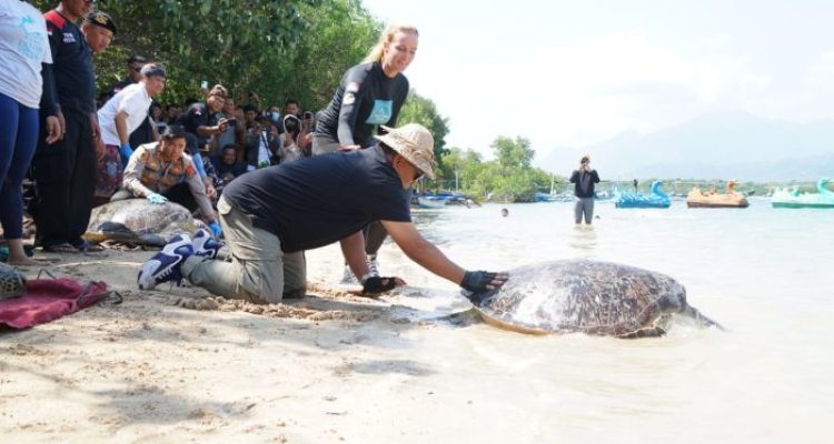 Ket poto: Bupati Jembrana I Nengah Tamba lepas liarkan penyu hasil tangkapan Polres Jembrana di Pantai Banyuwedang Buleleng