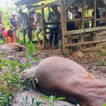 Ket poto: 2 ekor sapi milik warga Banjar Sawe mati mendadak di kandang Ket poto: 2 ekor sapi milik warga Banjar Sawe mati mendadak di kandang