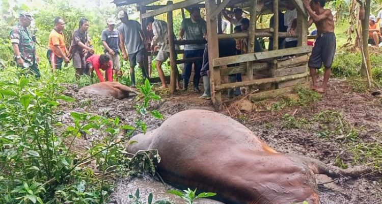 Ket poto: 2 ekor sapi milik warga Banjar Sawe mati mendadak di kandang Ket poto: 2 ekor sapi milik warga Banjar Sawe mati mendadak di kandang