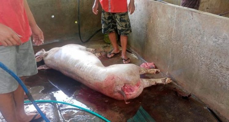 Ket poto: Babi mati mendadat diduga terkena penyakit kolres di potong oleh pemilik