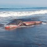 Ket poto: kondisi hiu paus yang terdampar di Pantai Air Kuning