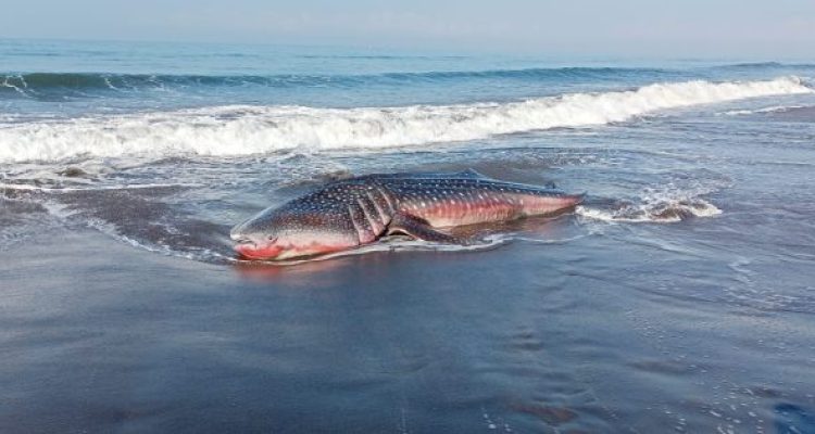 Ket poto: kondisi hiu paus yang terdampar di Pantai Air Kuning