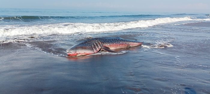 Ket poto: kondisi hiu paus yang terdampar di Pantai Air Kuning