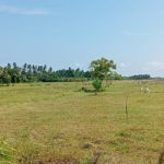 Ket poto: Salah satu sawah Subak Telepus di Desa Penyaringan Ket poto: Salah satu sawah Subak Telepus di Desa Penyaringan