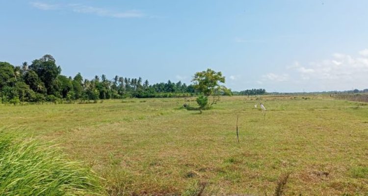 Ket poto: Salah satu sawah Subak Telepus di Desa Penyaringan Ket poto: Salah satu sawah Subak Telepus di Desa Penyaringan