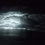 Ket poto: kondisi hiu tutul terdampar di Pantai Air Kuning