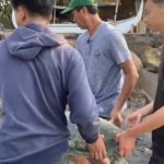 Ket poto: Kelompok Pelestari Penyu Kurma Asih Perancak sedang mengubur penyu hujau yang ditemukan di Perairan Pangyangan