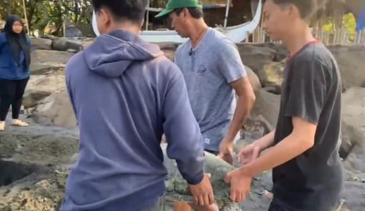 Ket poto: Kelompok Pelestari Penyu Kurma Asih Perancak sedang mengubur penyu hujau yang ditemukan di Perairan Pangyangan