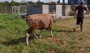 Ket poto: Hewan kurban siap akan dipotong