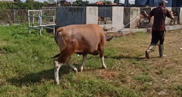 Ket poto: Hewan kurban siap akan dipotong Ket poto: Hewan kurban siap akan dipotong