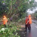 Ket poto: Pohon roboh di Jalan Jendral Sudirman tepatnya disebelah Timur SPBU Kepuh. Ket poto: Pohon roboh di Jalan Jendral Sudirman tepatnya disebelah Timur SPBU Kepuh.