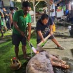 Ket poto: warga binaan Rutan Negara potong hewan babi untuk merayakan hari Raya Galungan Ket poto: warga binaan Rutan Negara potong hewan babi untuk merayakan hari Raya Galungan