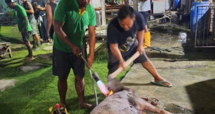 Ket poto: warga binaan Rutan Negara potong hewan babi untuk merayakan hari Raya Galungan