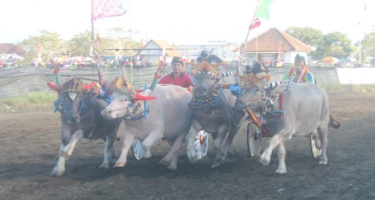 Ket Poto: Loma Mekepung Bupati Cup 2023 di Sirkuit Al In One Desa Pengambengan