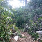 Ket poto: kondisi hutan Sari Kuning, Desa Tukadaya