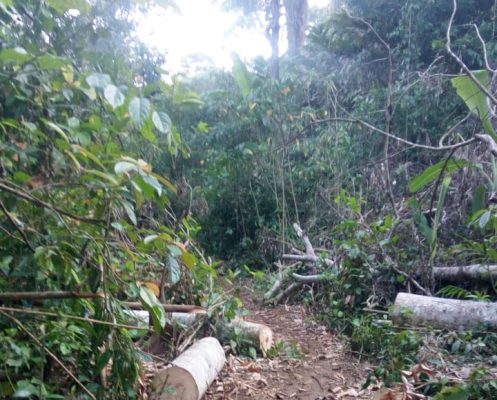 Ket poto: kondisi hutan Sari Kuning, Desa Tukadaya