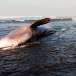 Ket poto: Seekor hiu paus (Rhincodon typus) dengan panjang sekitar 7 meter ditemukan terdampar di pesisir Pantai Yeh Kuning, Desa Pekutatan, Kabupaten Jembrana. Ket poto: Seekor hiu paus (Rhincodon typus) dengan panjang sekitar 7 meter ditemukan terdampar di pesisir Pantai Yeh Kuning, Desa Pekutatan, Kabupaten Jembrana.