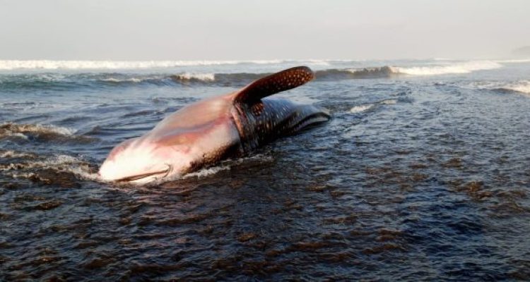 Ket poto: Seekor hiu paus (Rhincodon typus) dengan panjang sekitar 7 meter ditemukan terdampar di pesisir Pantai Yeh Kuning, Desa Pekutatan, Kabupaten Jembrana. Ket poto: Seekor hiu paus (Rhincodon typus) dengan panjang sekitar 7 meter ditemukan terdampar di pesisir Pantai Yeh Kuning, Desa Pekutatan, Kabupaten Jembrana.