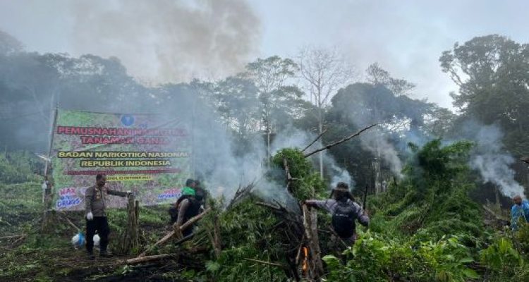Ket poto: Ladang ganja di Aceh dimusnahkan Brimob