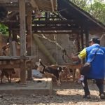 Ket poto: Salah satu petugas Keswan Kesmavet memvaksin anjing yang tidak bisa ditangkap
