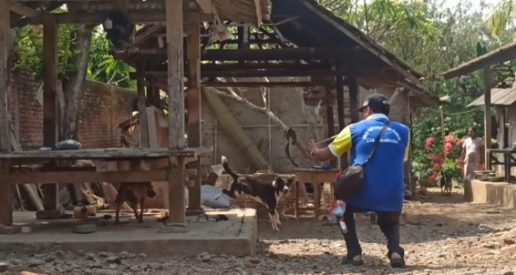 Ket poto: Salah satu petugas Keswan Kesmavet memvaksin anjing yang tidak bisa ditangkap