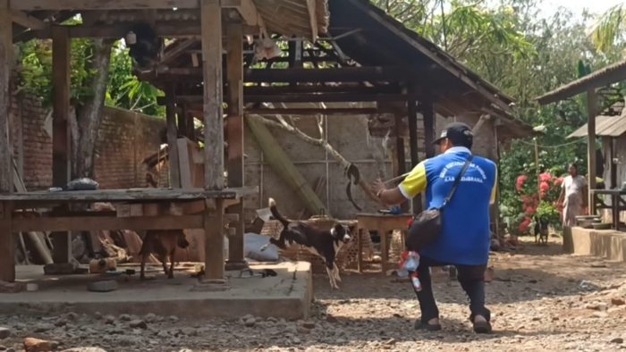 Ket poto: Salah satu petugas Keswan Kesmavet memvaksin anjing yang tidak bisa ditangkap