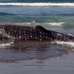 Ket poto : Hiu Paus ditemukan terdampar di Pantai Yeh Kuning Pekutatan