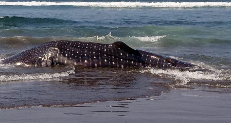 Ket poto : Hiu Paus ditemukan terdampar di Pantai Yeh Kuning Pekutatan