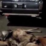 Ket poto: kendaraan Toyota Kijang plat Jembrana beserta satwa liar diamankan petugas TNBB
