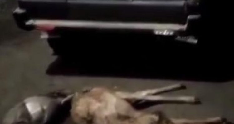 Ket poto: kendaraan Toyota Kijang plat Jembrana beserta satwa liar diamankan petugas TNBB