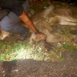 Ket poto: petugas Balai TNBB evakuasi rusa timor yang ditemukan di pinggir jalan Banjar Sumbersari