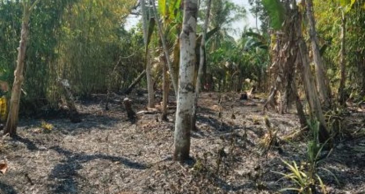 Ket poto: salah satu lahan milik warga di banjar Ngoneng