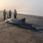 Ket poto: hiu paus ditemukan di Pantai Yeh Kuning Pekutatan dalam kondisi sudah mati
