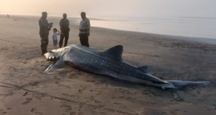Ket poto: hiu paus ditemukan di Pantai Yeh Kuning Pekutatan dalam kondisi sudah mati