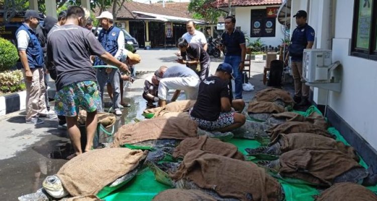 Ket poto: 19 ekor penyu hijau diamankan di Polres Jembrana Ket poto: 19 ekor penyu hijau diamankan di Polres Jembrana