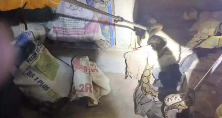 Ket poto: Ular sanca panjang 2,5 meter di evakuasi oleh petugas Damkar Jembrana di gudang milik warga
