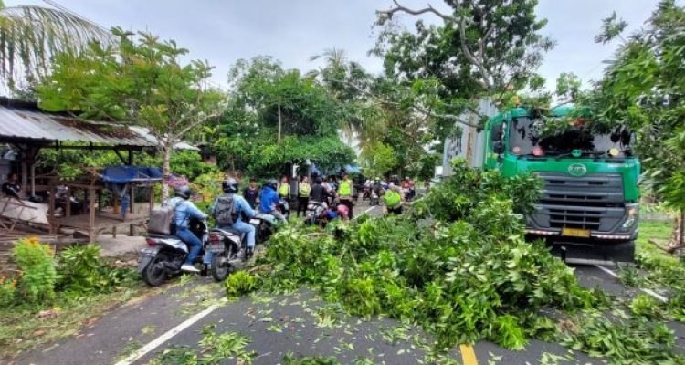 Ket poto: pihak kepolisian evakuasi pohon tumbang yang ditabrak truk kontainer