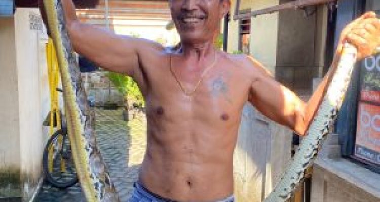 Ket poto: salah satu warga memperlihatkan ular sanca sepanjang 2 meter dirumahnya