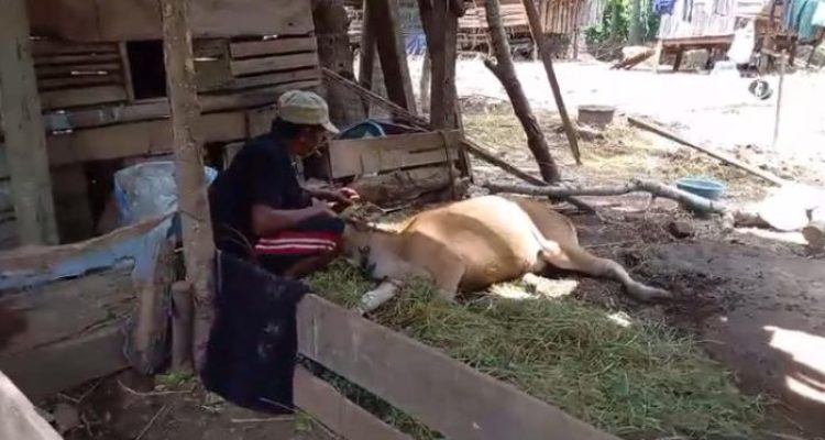 Ket poto: salah satu peternak yang sapinya mati
