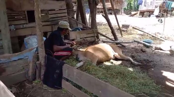 Ket poto: salah satu peternak yang sapinya mati