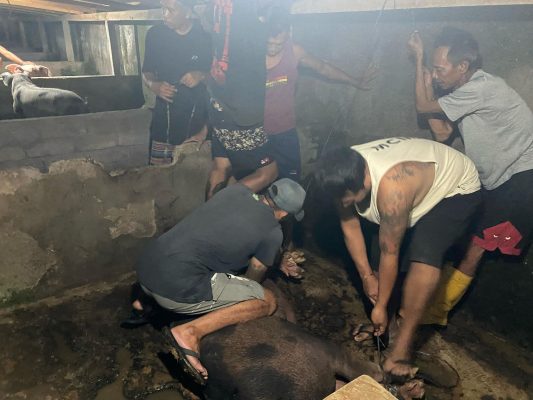 Ket poto: WBP Rutan Negara saat prosesi motong babi